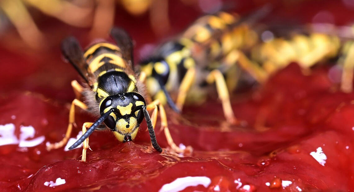 A wasp on a cherry pie